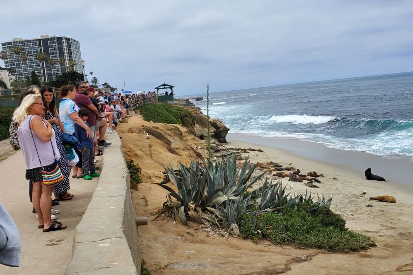 People line the sidewalk above Boomer Beach to view the sea lions hauling out below.