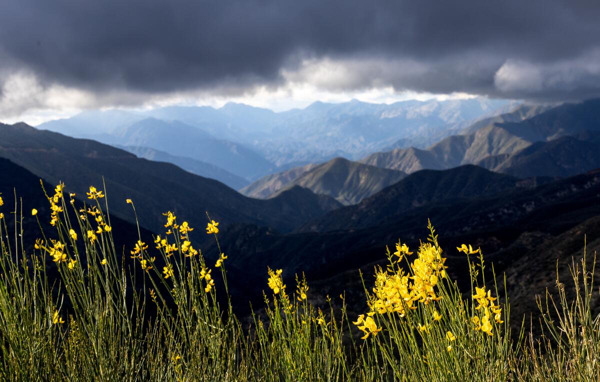 Clouds drift over wildflowers and the San Gabriel Mountains after a brief storm.