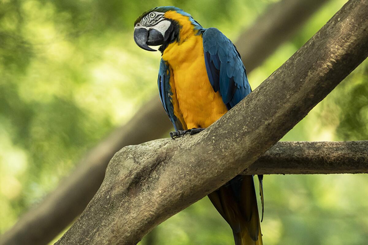 Juliet the macaw perches in a tree