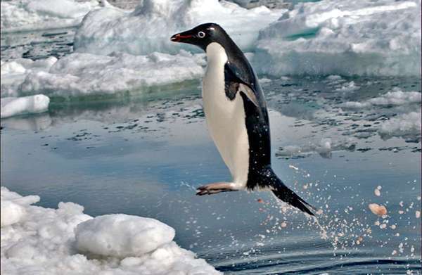 penguin eating krill