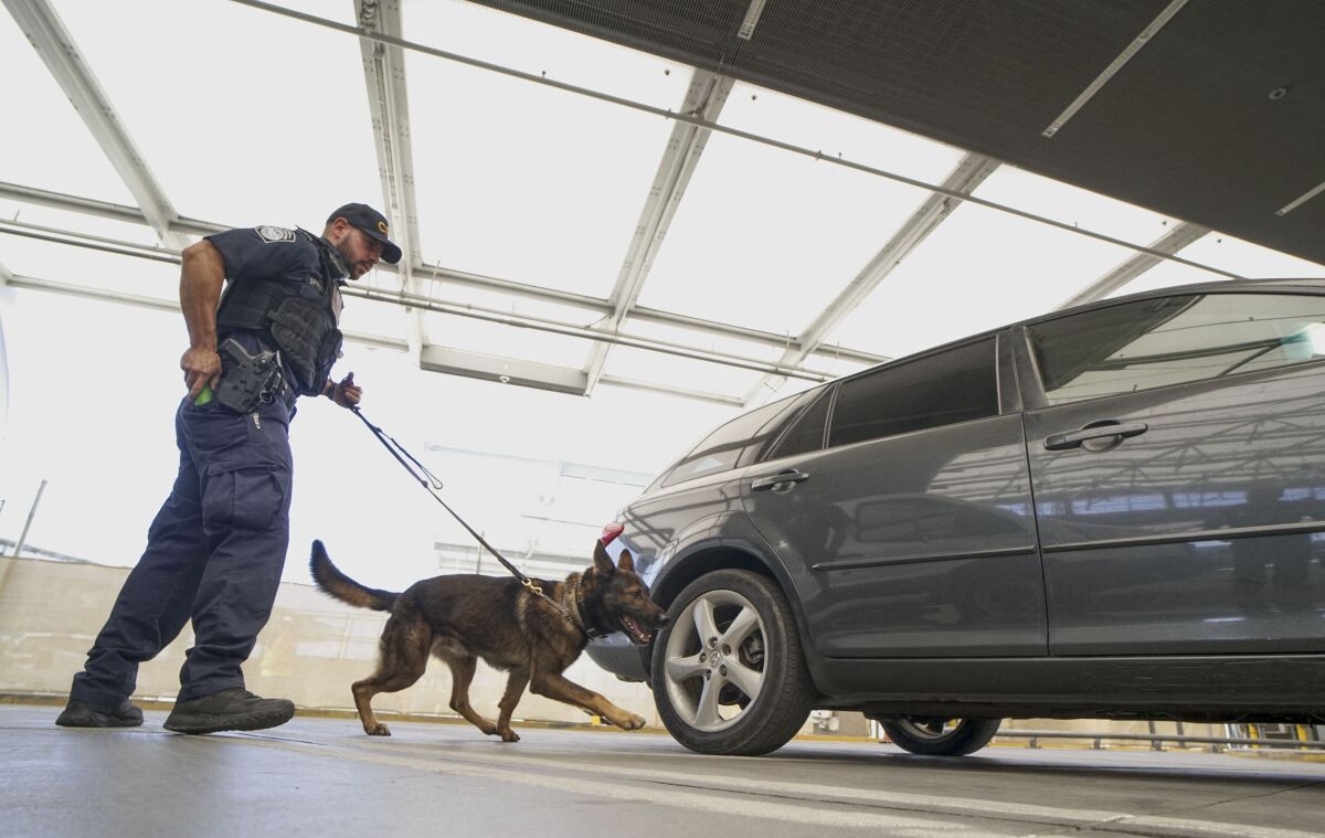 Un agente del equipo canino de Aduanas y Protección Fronteriza de EE.UU. revisa automóviles