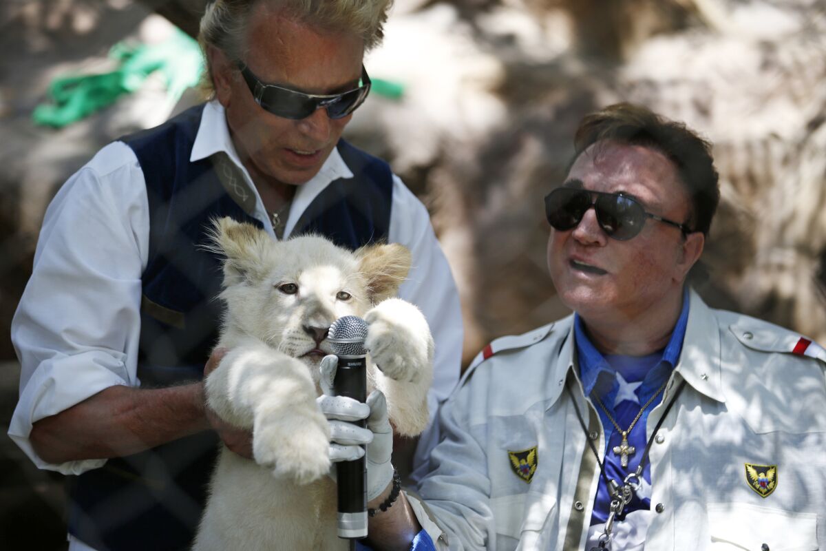 Siegfried Fischbacher holds up a white lion cub. Roy Horn holds up a microphone to the cub.