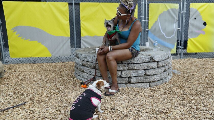 Dog park opens for residents of skid row homeless center - Los Angeles