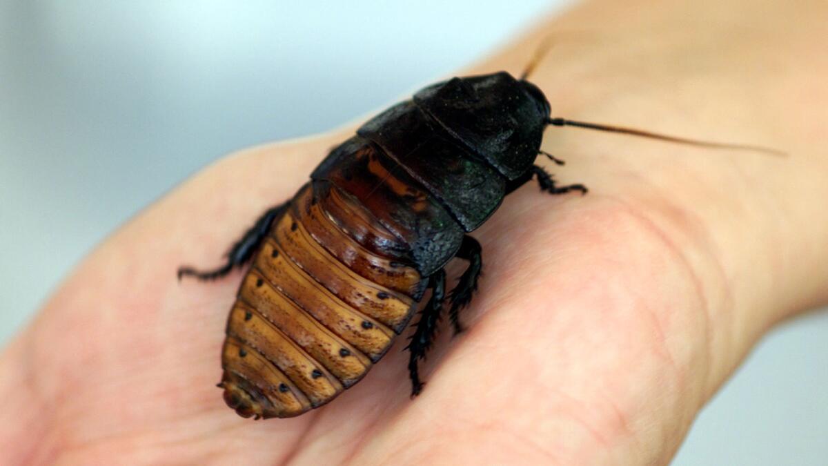 The Madagascar hissing cockroach is among the creatures in the San Francisco Zoo's Adopt-an-Animal program.