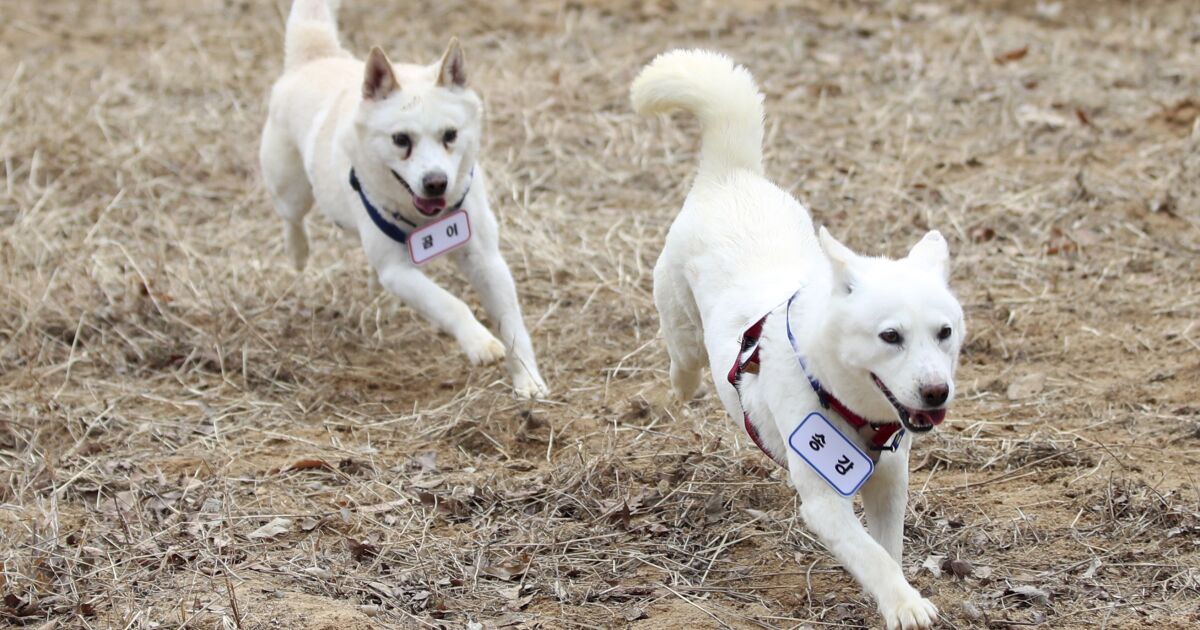 북한 김정은이 선물한 개들이 한국 동물원에 수용됐다.