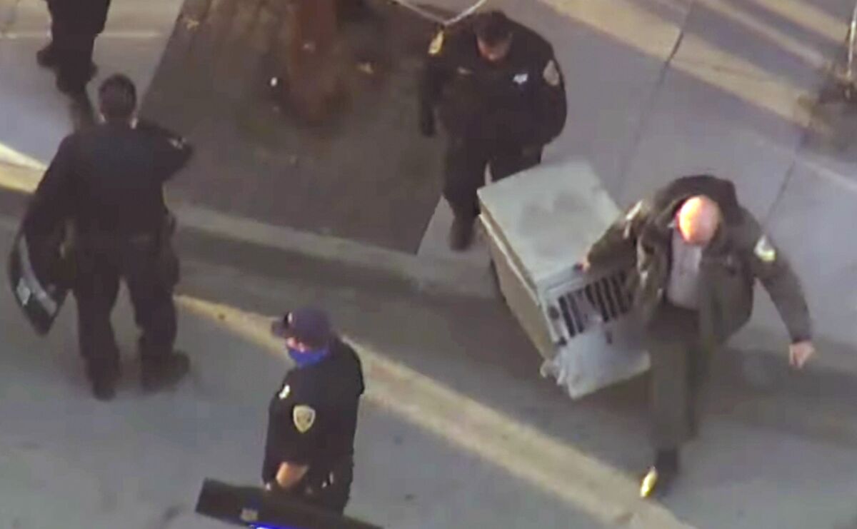 San Francisco police and animal control officers carry away a young mountain lion.
