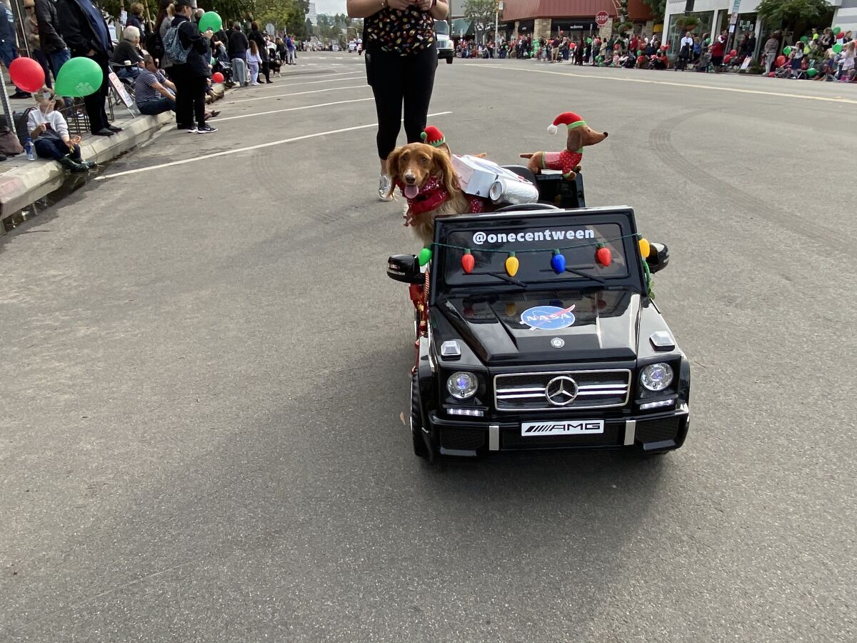 Penny the long-hair Dachshund from Lemon Grove is remote-driven along the parade route by her human.