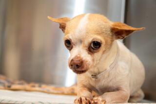 Palmdale, CA - June 29: Name: DIANA Age: 8 Years Breed: CHIHUAHUA SH Color: WHITE & BROWN Sex: SPAYED FEMALE Available Date: 6/20/2023 Intake Date: 6/15/2023 Intake type: STRAY Hold Type: Animal ID: A5560881 Kennel No: P2603 Microchip: 956000014014941 Dogs at Los Angeles County's Palmdale Animal Care Center on Thursday, June 29, 2023 in Palmdale, CA. (Brian van der Brug / Los Angeles Times)
