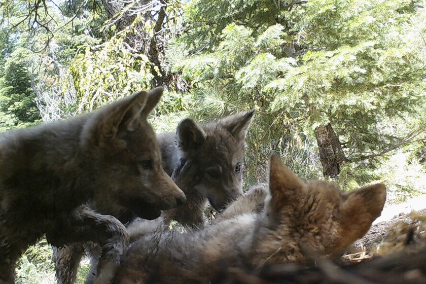Kosciuszko Senaat Aarde California's only known gray wolf pack has eight new pups - Los Angeles  Times