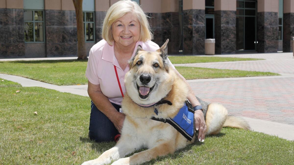 Baxter, a 10-year-old German shepherd, therapy dog, sits with owner Cheryl Timmons outside the Lamoreaux Justice Center in Orange. Since October, Baxter has been appearing in court to help child trafficking victims.