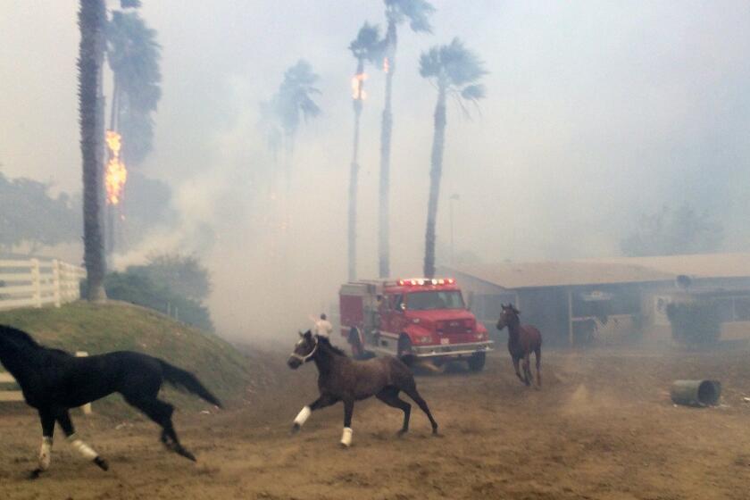 Terrified horses gallop from San Luis Rey Downs as the Lilac Fire sweeps through the horse-training facility, Thursday, Dec. 7, 2017 in San Diego. (Paul Sisson/The San Diego Union-Tribune via AP)