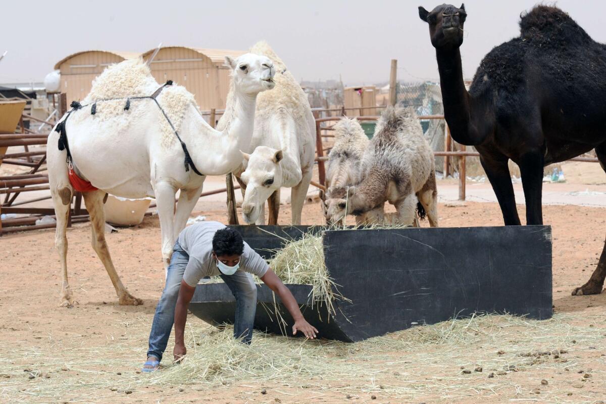 A worker wears a protective mask as he feeds camels on a farm outside Riyadh, Saudi Arabia. Scientists believe camels are involved in the transmission of the deadly MERS virus.