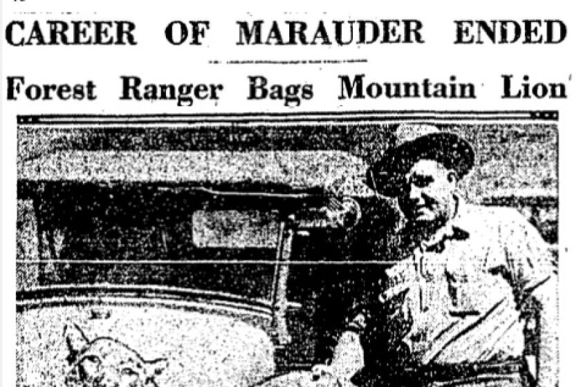 Forest ranger J.C. Albrecht is shown with a slain cougar. The headline reads: "Career of marauder ended"