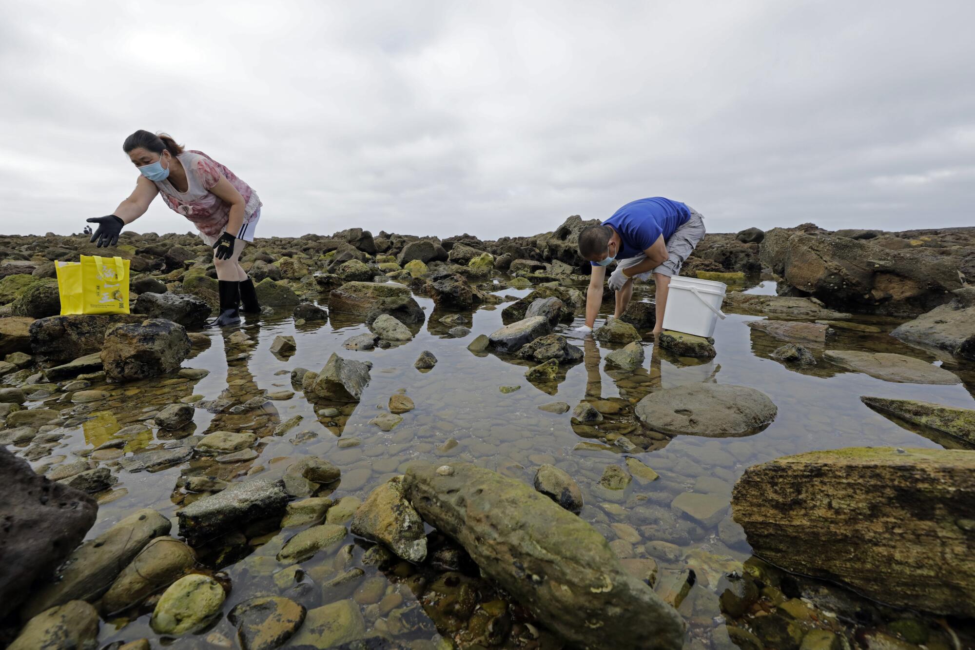 Two people harvest marine creatures at a tide pool