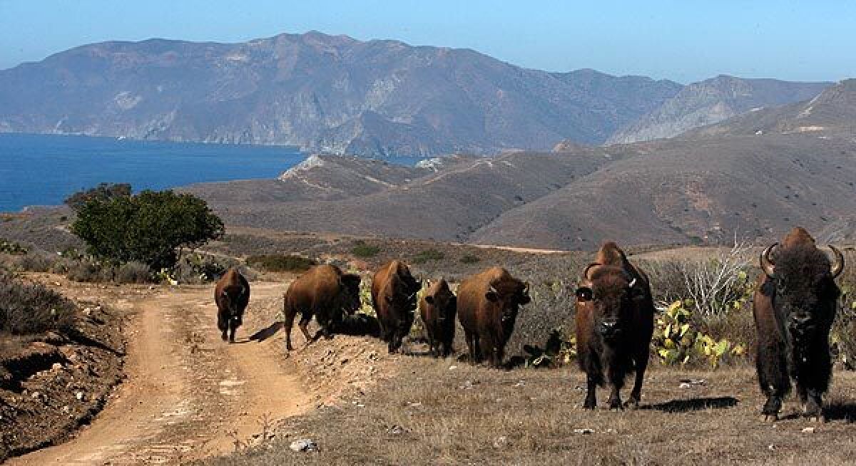 Wild bison make their way up a road on Catalina Island. 