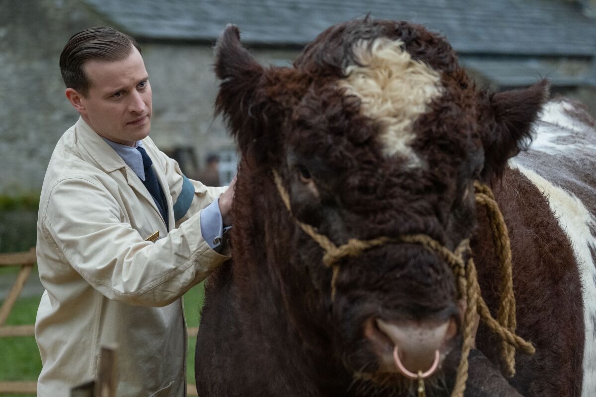 A country veterinarian checks a cow