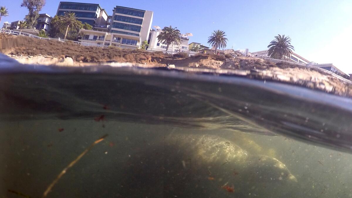 A sea lion swims past snorkelers at La Jolla Cove.