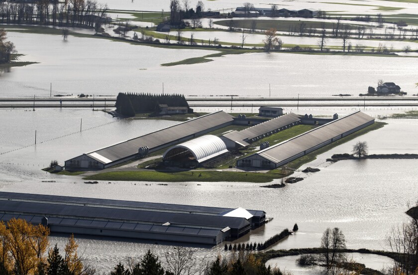 Cattle are seen on a farm surrounded by floodwaters in Abbotsford, British Columbia., on Wednesday, Nov. 17, 2021. (Darryl Dyck/The Canadian Press via AP)