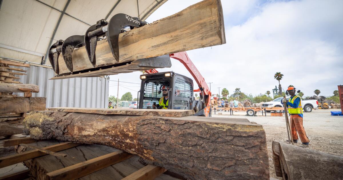 Conservationists are turning useless city bushes into lumber