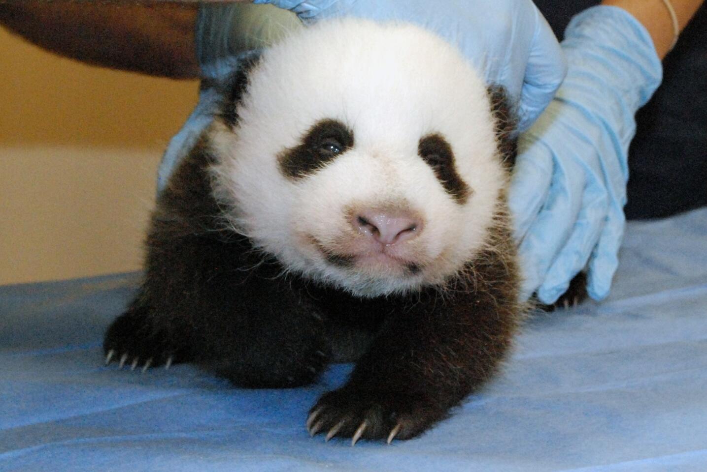 A photo provided by the Smithsonian's National Zoo shows a giant panda cub undergoing an exam. The photo was released after the beloved panda cam was turned back on after the government reopened.