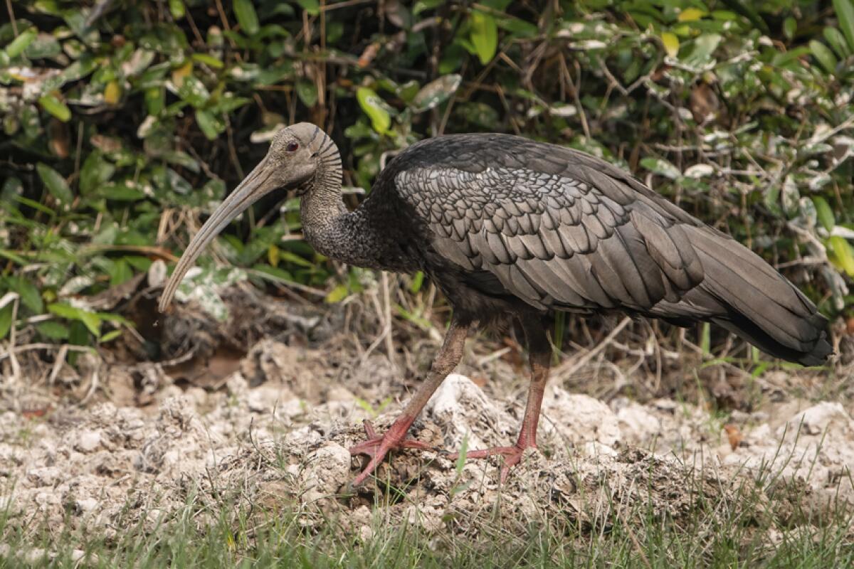 In Cambodia, the poisoning of three critically endangered giant ibises was documented in April.