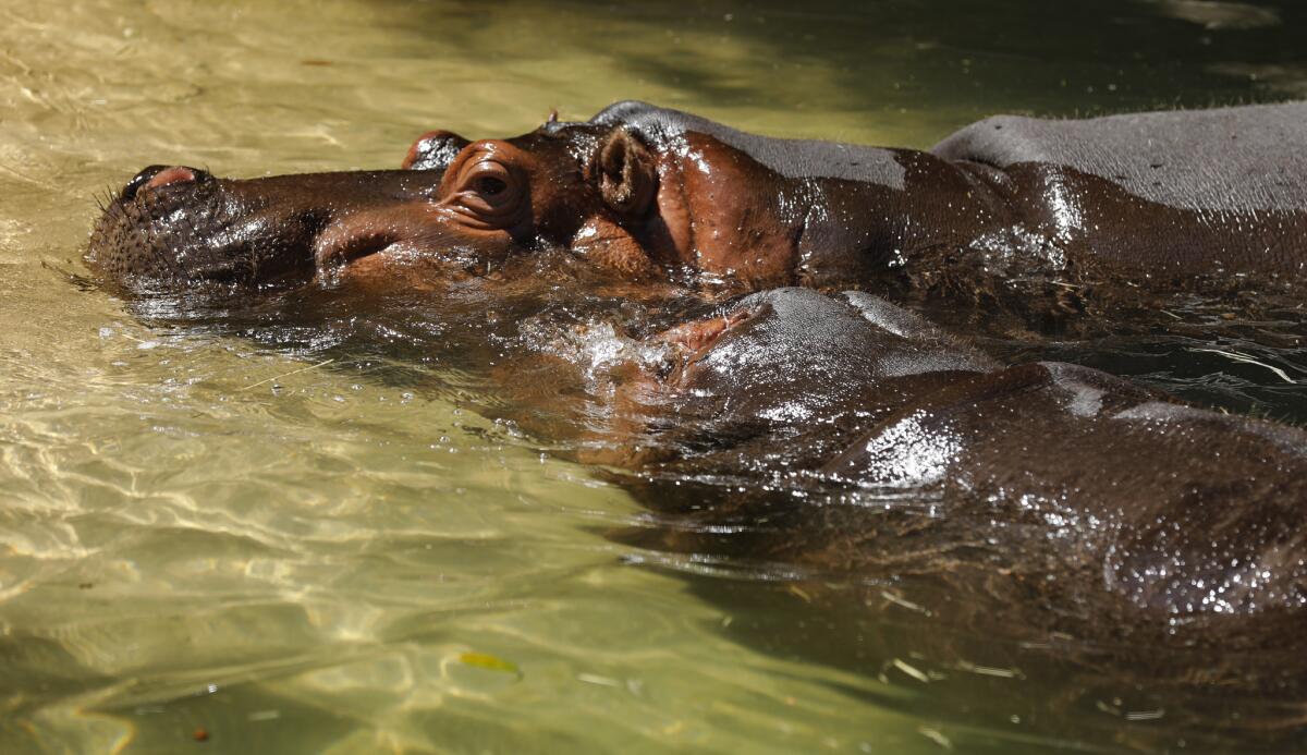 Two female hippos at the Los Angeles Zoo, where the LAPD is investigating an incident of a man jumping into the enclosure and slapping one of the animals.
