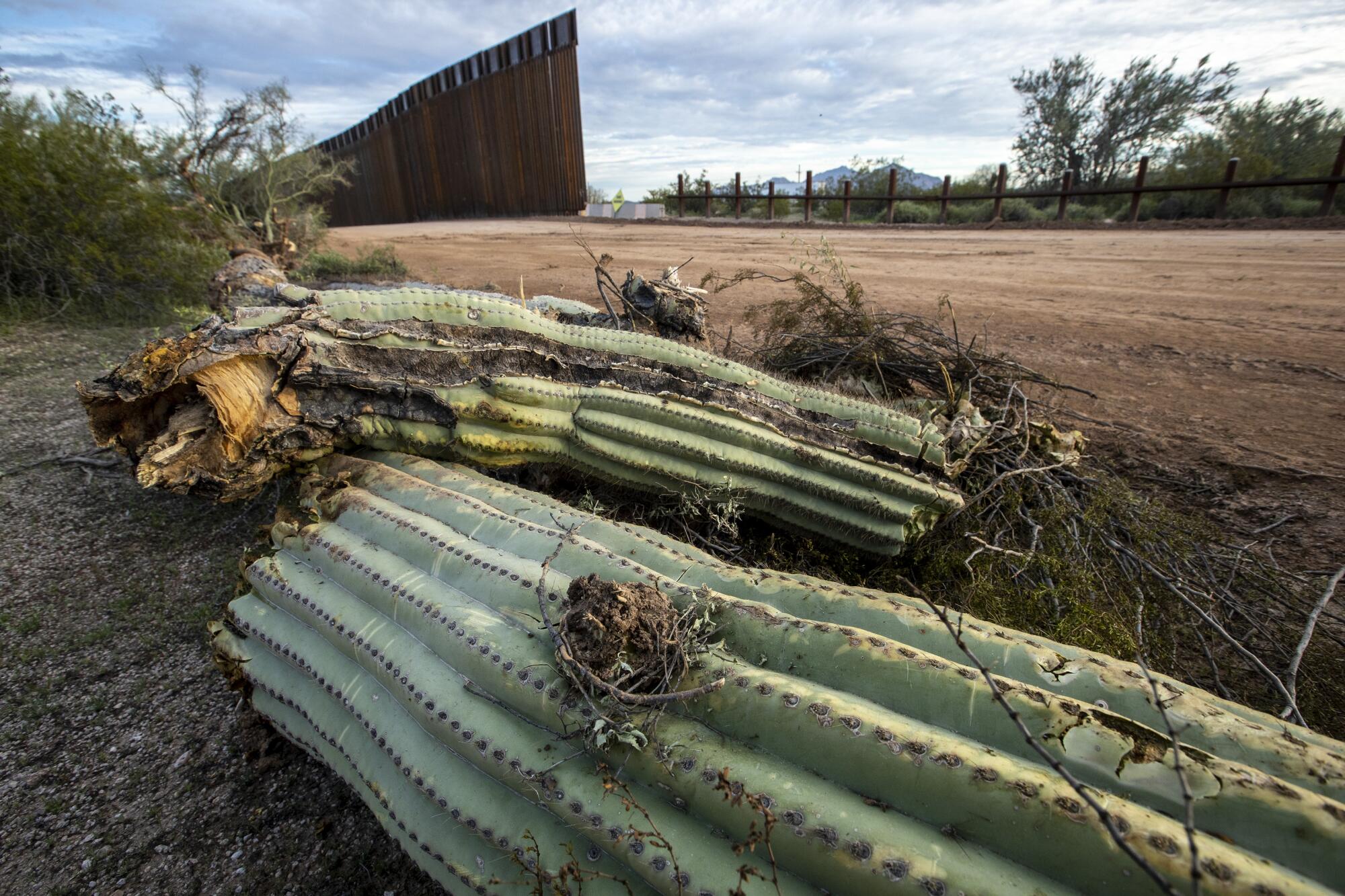 A saguaro cactus lies on the ground after having been uprooted the day before by construction crews making way for new border wall on Puerto Blanco Drive in Organ Pipe Cactus National Monument in Arizona.