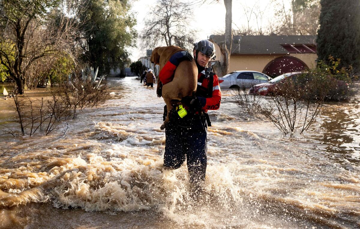 San Diego firefighter Brian Sanford rescues a dog from a flooded home in Merced on Jan. 10. 