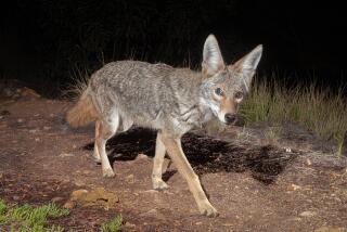 The coyote is secretive, cautious and calculating.