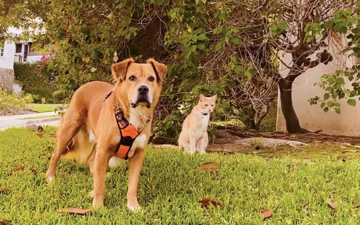 On their daily walks, Teddy and Jupiter serve as a furry neighborhood watch team.