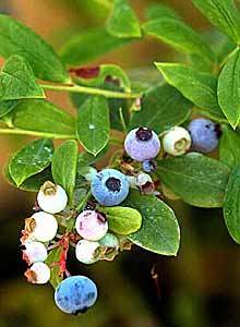 Blueberries