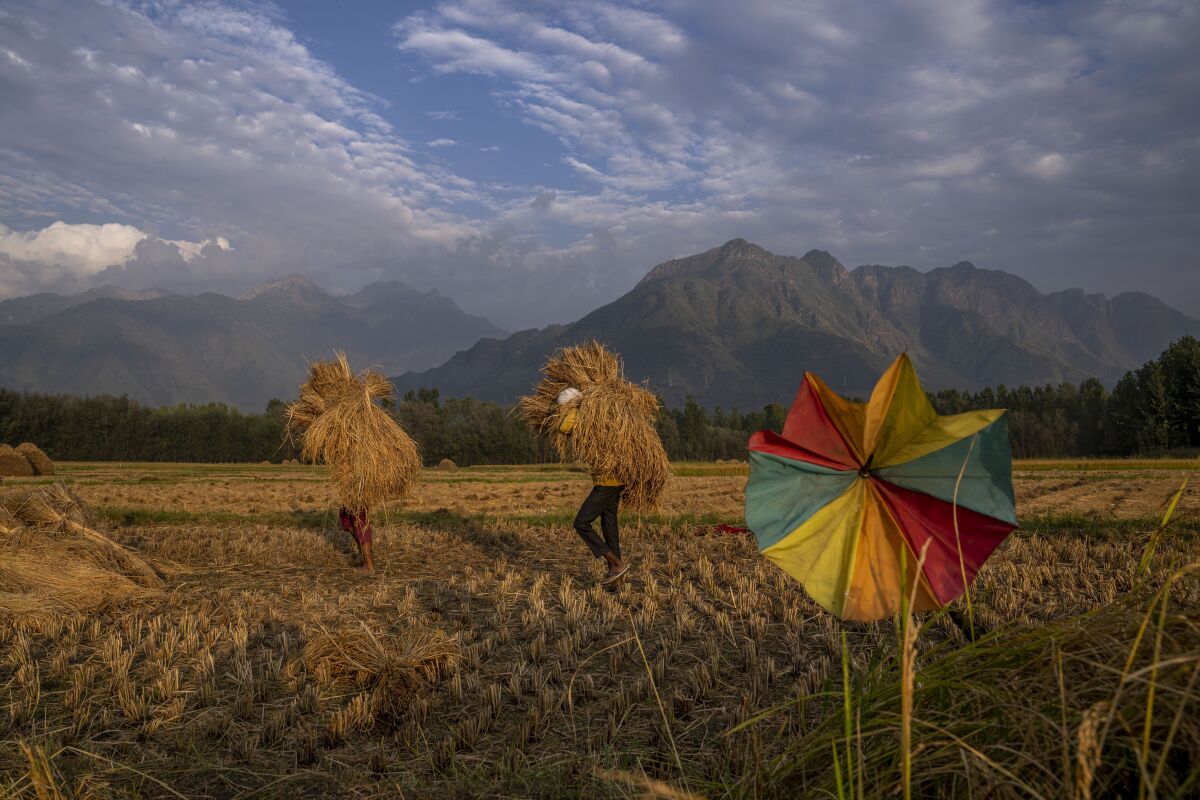 FILE - People carry harvested paddy in a rice field on the outskirts of Srinagar, Indian controlled Kashmir, Friday, Sept. 16, 2022. The Asian Development Bank said Tuesday, Sept. 27, 2022, it will devote at least $14 billion through 2025 to help ease a worsening food crisis in the Asia-Pacific. (AP Photo/Dar Yasin, File)