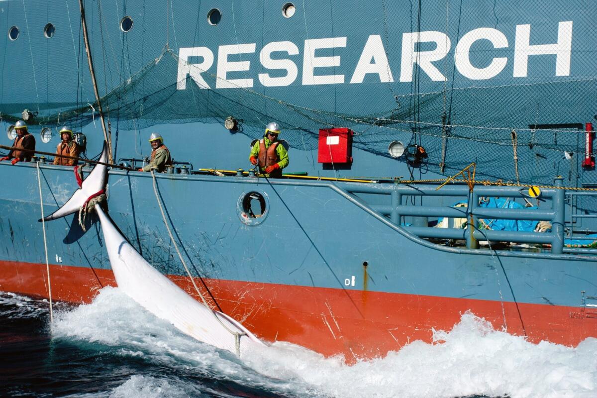 The United Nations' International Court of Justice has ordered Japan to end its annual Antarctic whale hunt, saying in a landmark ruling that the program was a commercial activity disguised as science.