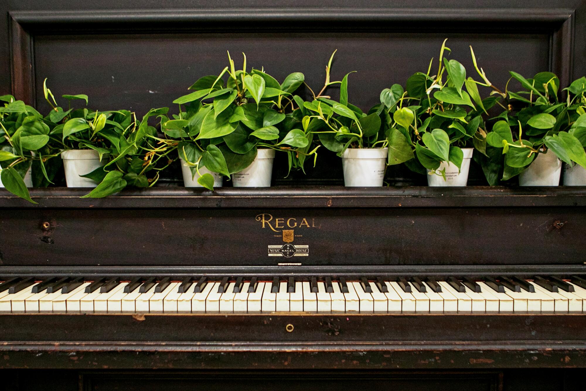 Plants line up in a row atop an old piano.