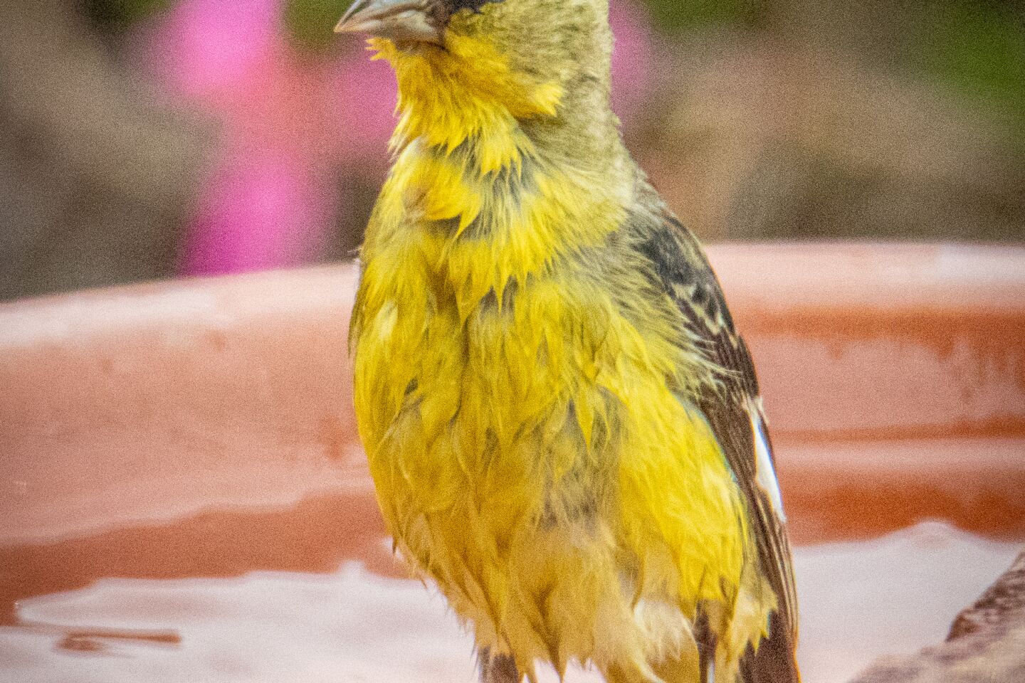 Male Lesser goldfinch.jpg