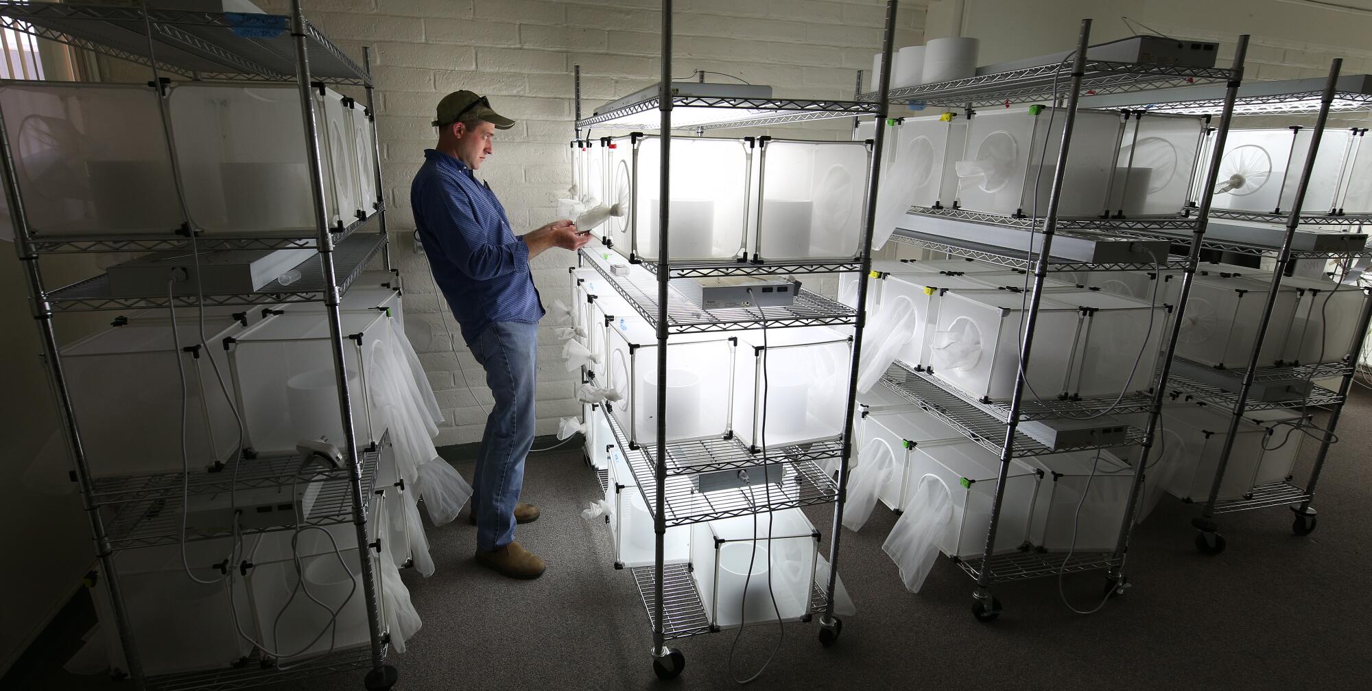 Houston Wilson looks over trapped moths at the Kearney Agricultural Research and Extension Center in Parlier, Calif.