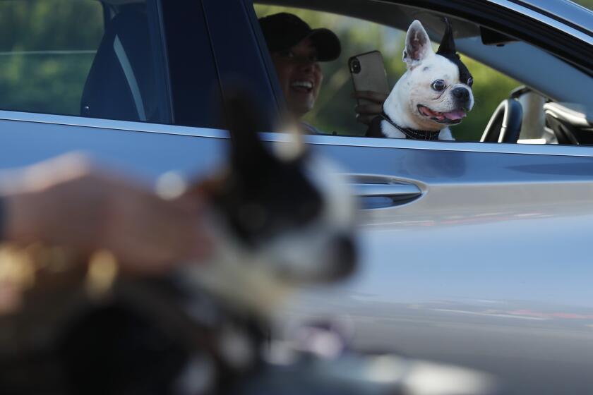 Well-wishers do a drive-by birthday celebration for his Chopper the Biker Dog for his 11th birthday at Dallas Park in La Mesa on August 2, 2020. The Boston Terrier, who is a therapy dog and regularly visits hospital patients, has had health issues over the last year.