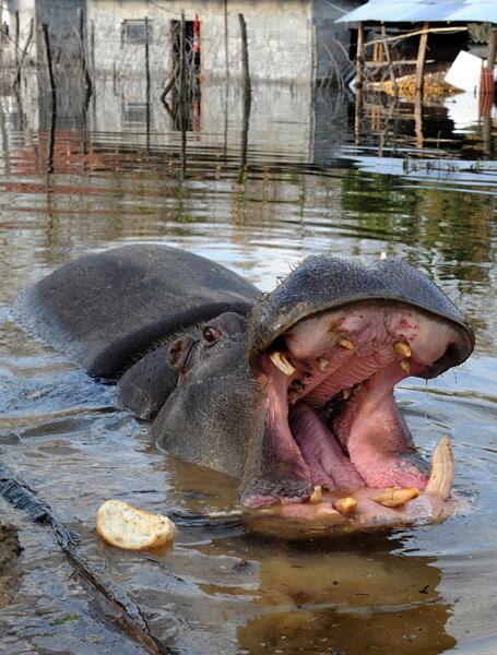Nikica the hippopotamus
