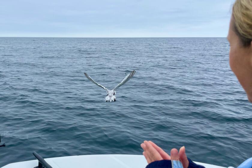 Jeni Smith of the SeaWorld San Diego rescue team claps as a red-billed tropicbird takes flight back into the wild