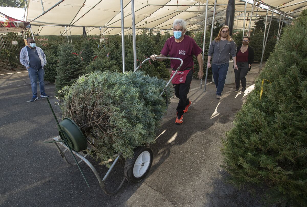 A man wheels a dolly containing a Christmas tree as two shoppers follow