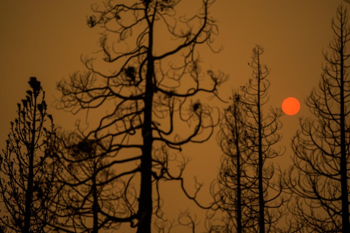 Burned trees silhouetted by the sun