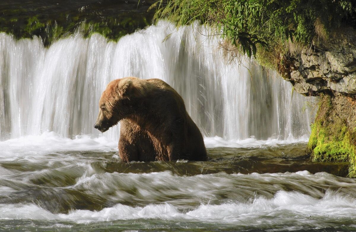 A coastal brown bear keeps an eye out for lunch at Brooks Falls in Katmai National Park & Preserve in Alaska.