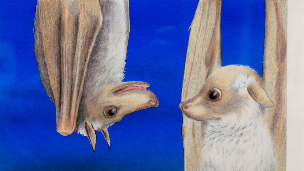 A page from Janell Cannon's picture book "Stellaluna," about a confused young bat who adopts birdlike behavior after falling into a bird's nest.