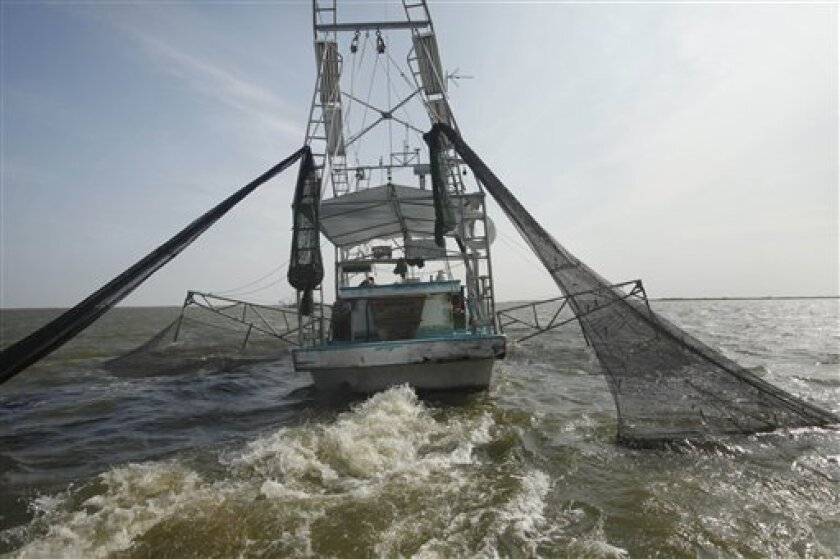 FILE - In an Aug. 16, 2010 file photo, shrimpers haul in their catch in Bastian Bay, near Empire, La., on the first day of shrimping season. Efforts to protect endangered sea turtles in the Gulf of Mexico have prompted strenuous complaints from the dwindling fleet of shrimpers blamed for drowning them in their nets, who say their own livelihoods are threatened. By next March the federal government wants about 2,435 shrimp boats, most run by mom-and-pop operations, to install turtle-saving gear in their nets to protect the turtles, whose survival has gained renewed concern after BP's catastrophic 2010 Gulf oil spill. (AP Photo/Gerald Herbert, file)