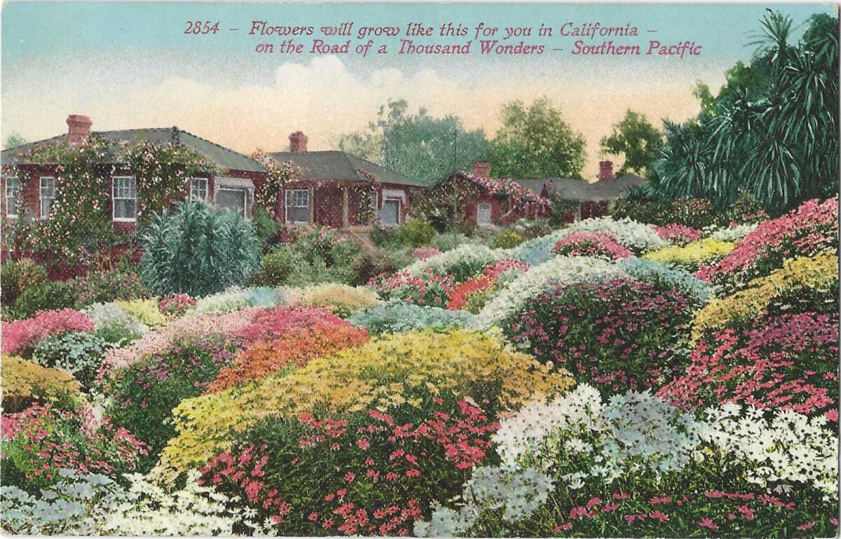 Vintage postcard depicts a garden in bloom 
