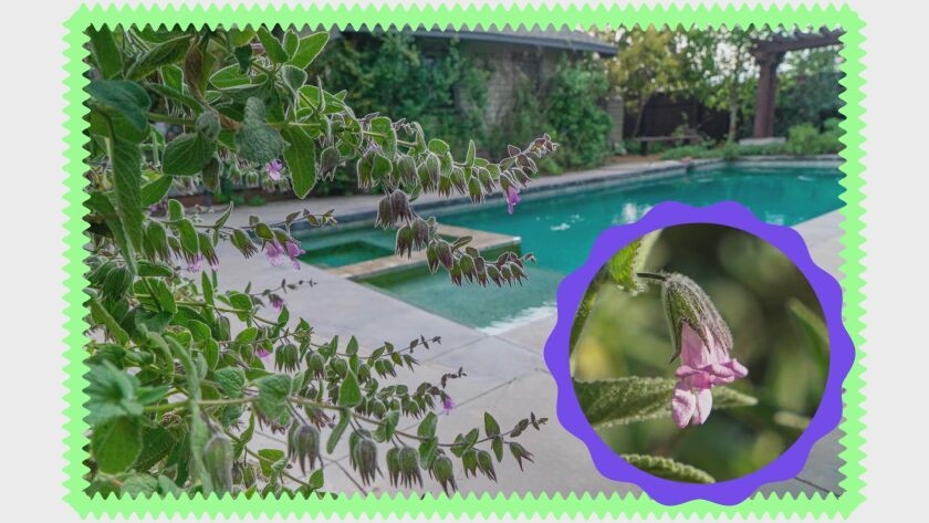 ?url=https%3A%2F%2Fcalifornia times brightspot.s3.amazonaws.com%2F3e%2Fa2%2Fd3e3cdeb43e48808818024e1f724%2Fla tk most fragrant california native plants dp fragrant pitcher sage 0000000
