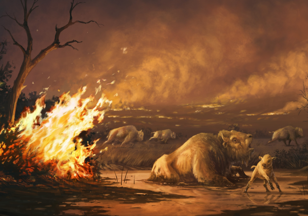 An illustration depicts ancient bison entrapped in asphalt as wildfires rage during the Pleistocene epoch.