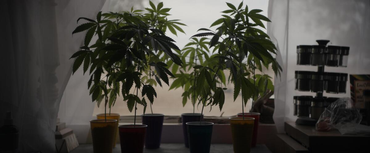 Marijuana plants growing in pots.