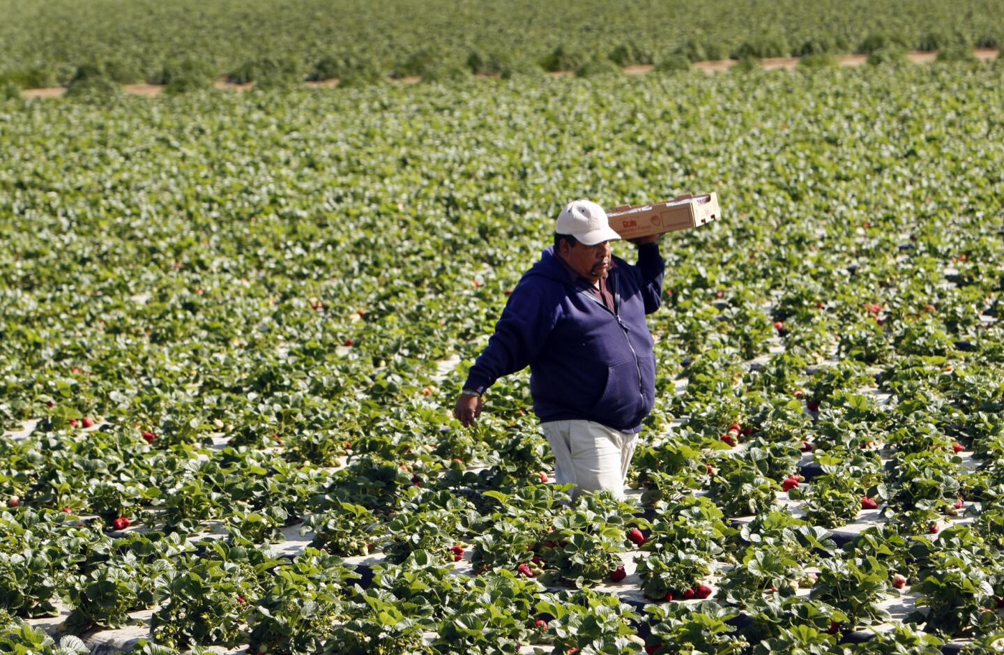 Strawberry fields forever