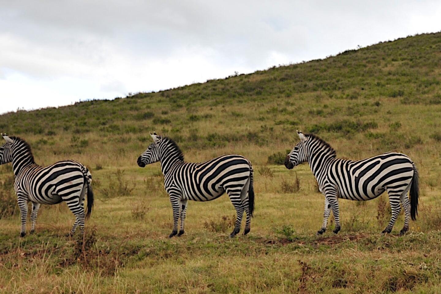  Cute Zebra Print Animal Green Plaid Running Shorts for